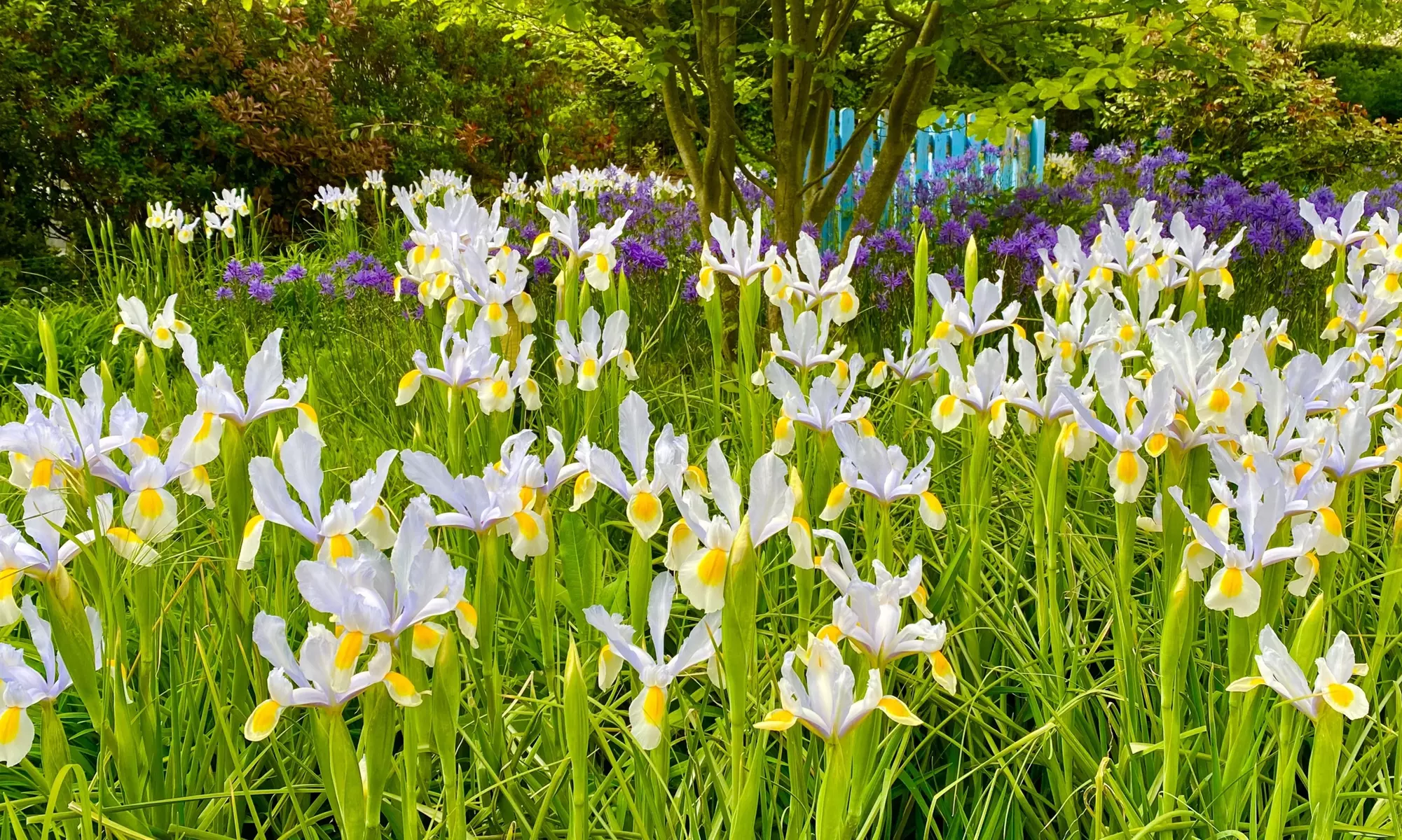 Colorful Mixed Dutch Iris Flower Bulbs (45-, 90-, 180- Pack with Planting Tool)