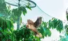 iMounTEK 13' x 33' Anti-Bird Garden Netting Protective Barrier Net for Plants