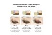 Eyeshadow Makeup Double Layer Coloured Gradation with Cosmetic Brush - Second Medium