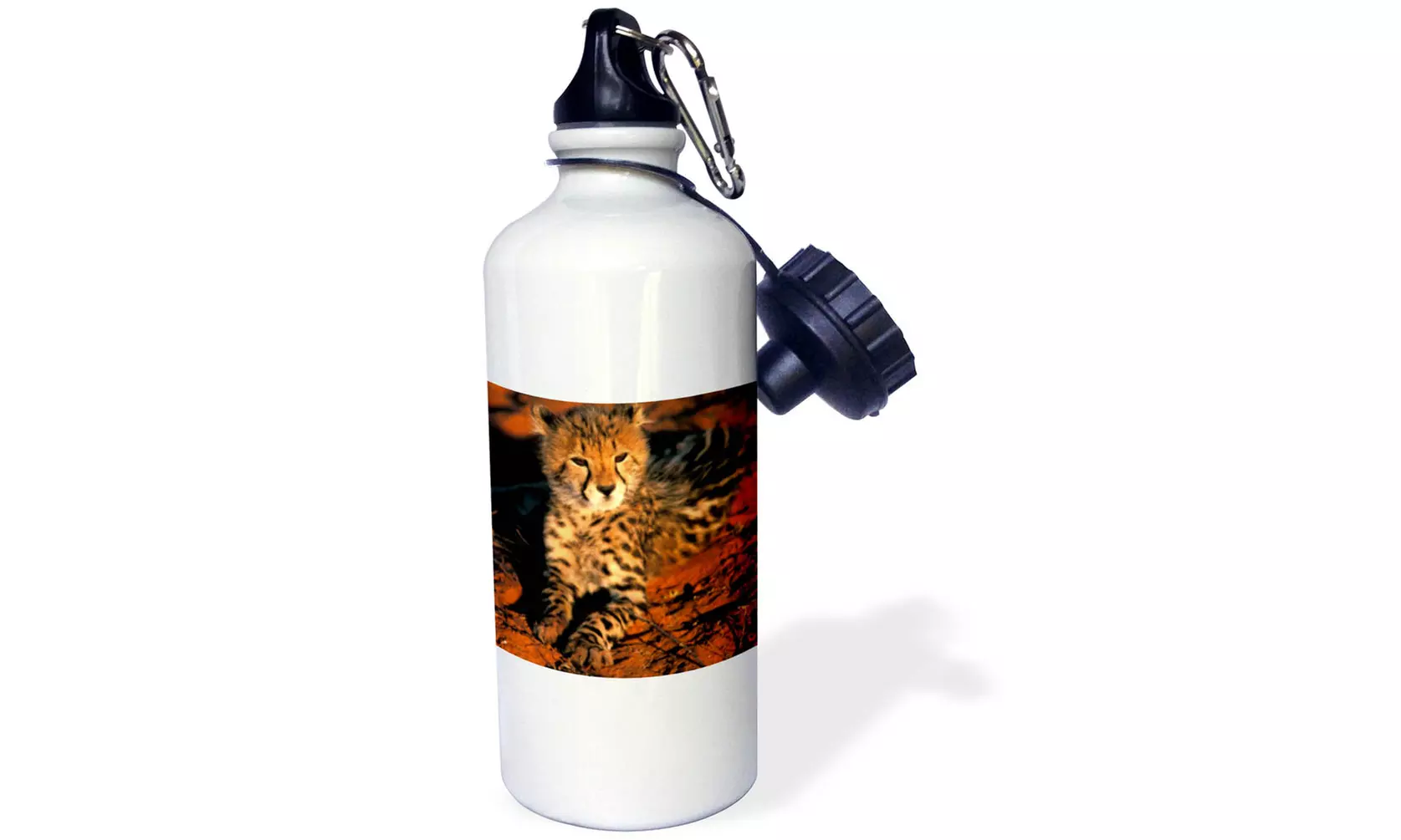 Water Bottle South Africa, Kalahari Desert. King CheetahAF42 GJE0049 Gavriel Je - Second Medium