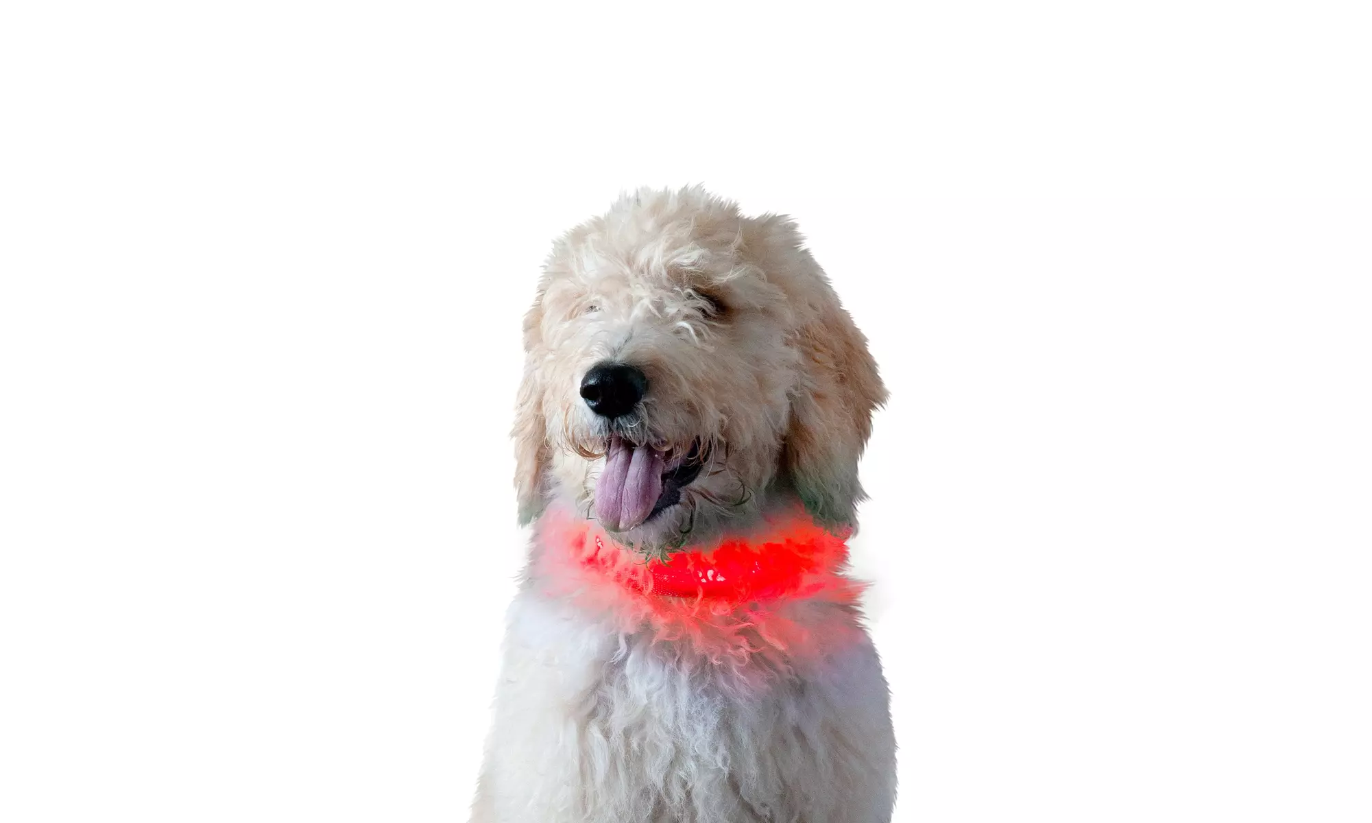 FurHaven LED Pet Safety Dog Collar - Primary Image