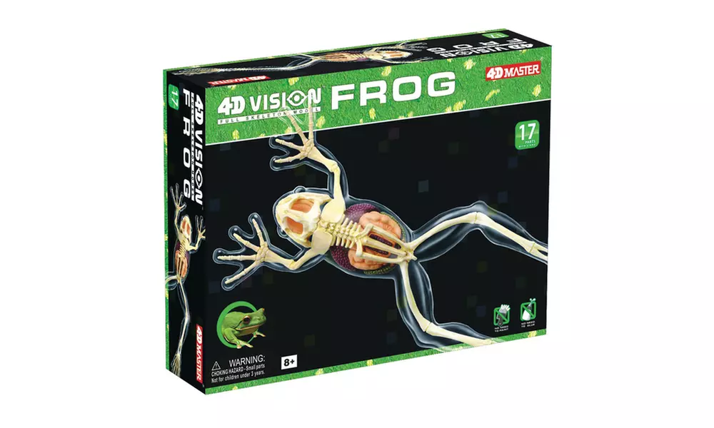 4D Vision Full Skeleton Frog Model - Primary Image
