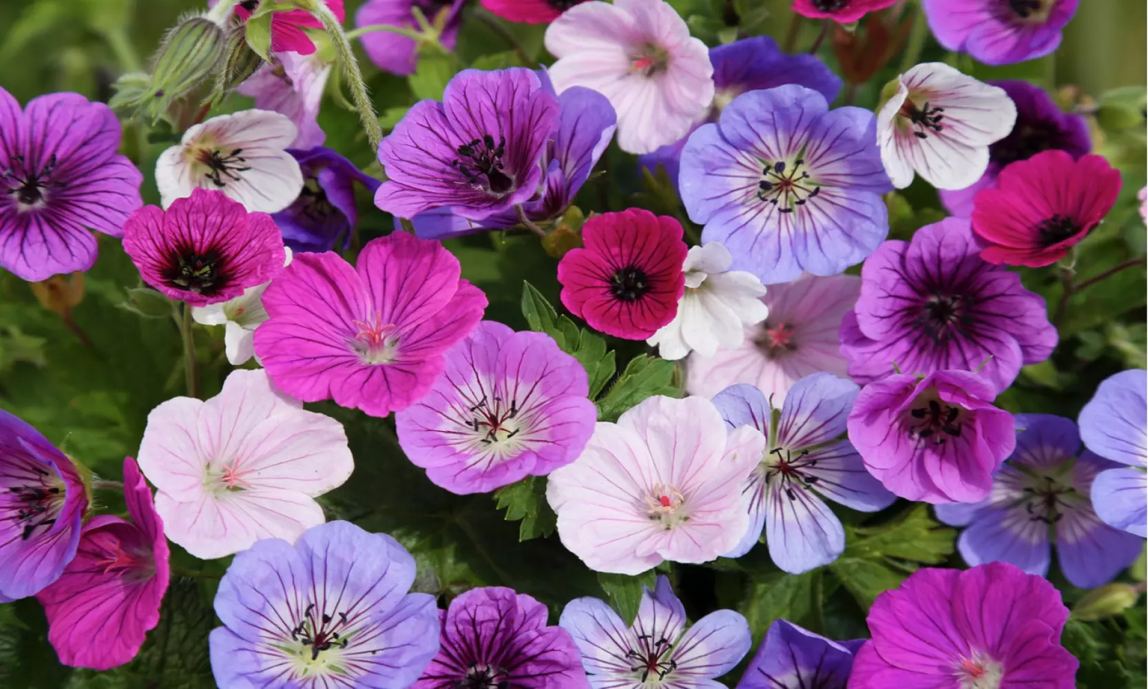 Geranium Fantasy Mixed Flower Bulbs (10Pk, 20Pk or 40Pk w/Planting Tool) - Primary Image
