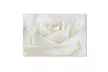 Cora Niele 'Pure White Rose' Canvas Art - Second Medium