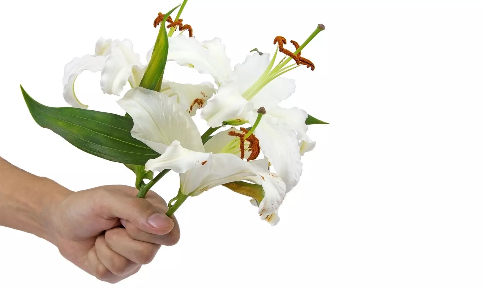 "Pretty Lady" Giant Tree Lily Flower Bulbs (3-, 6-, 12-Pack With Planting Tool)