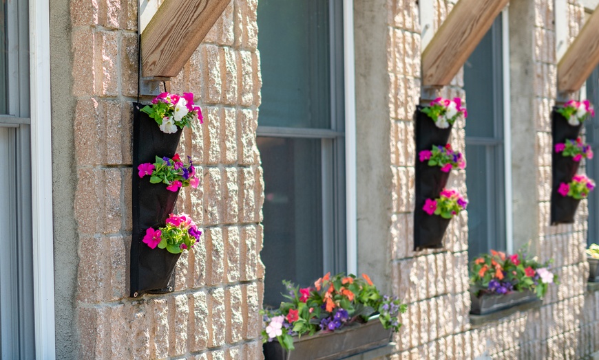 Petunia Flower Hanging Bag w/Soil Block (1Pk, 2Pk, 3Pk w/Planting Tool ...