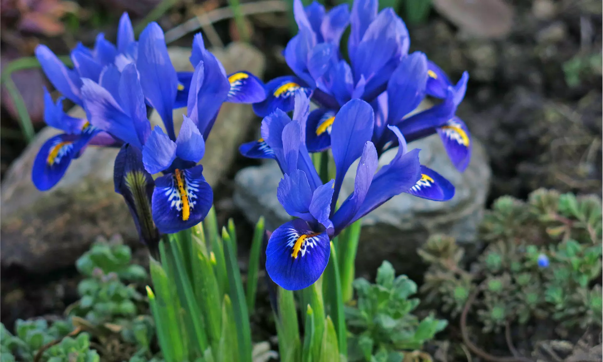 Rock Garden Mixed Flower Collection (55, 110, & 220 Bulbs with Planting Tool)