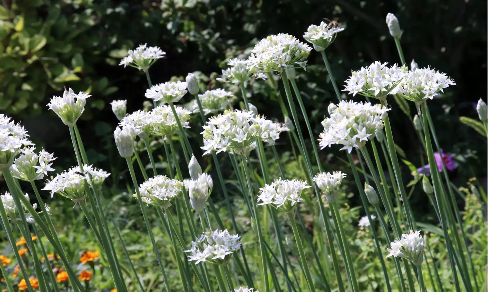 Graceful Beauty White Allium Flowers (15, 30, & 60 Bulbs With Planting Tool)
