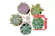 Succulent Plants (5 Pack), Fully Rooted in Planter Pots with Soil - Second Medium