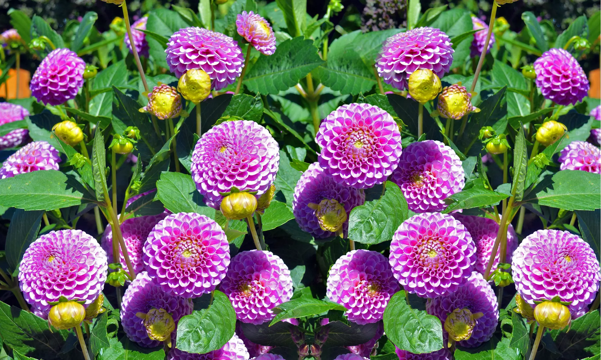 Grand Duchess Lilac Dahlia Flower Bulbs (7-, 14-, 35-Pack With Planting Tool)