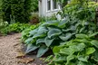 Shade Loving Low Maintenance Large Leaf Hardy Hostas-3 Bare Roots - 2 Varieties - Second Medium