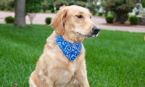 Dog Bandana Collar