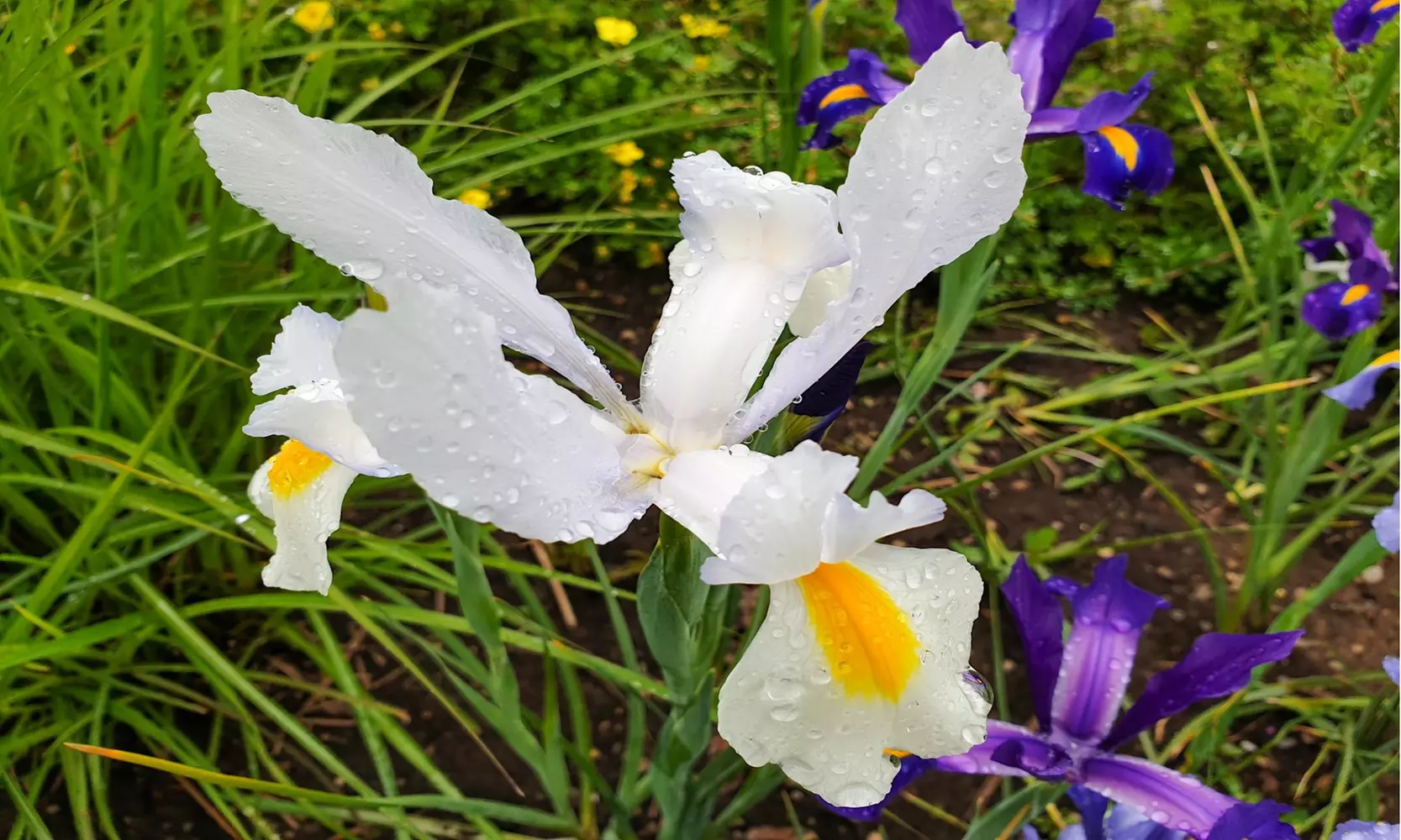 Multicolored Dutch Diva Iris Flowers (30, 60, & 120 Bulbs With Planting Tool)