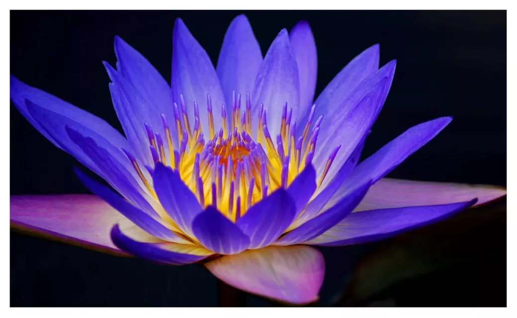 Nymphaea Geena Live Blue King Tropical Waterlily Tuber Rhizome Plants - Primary Image