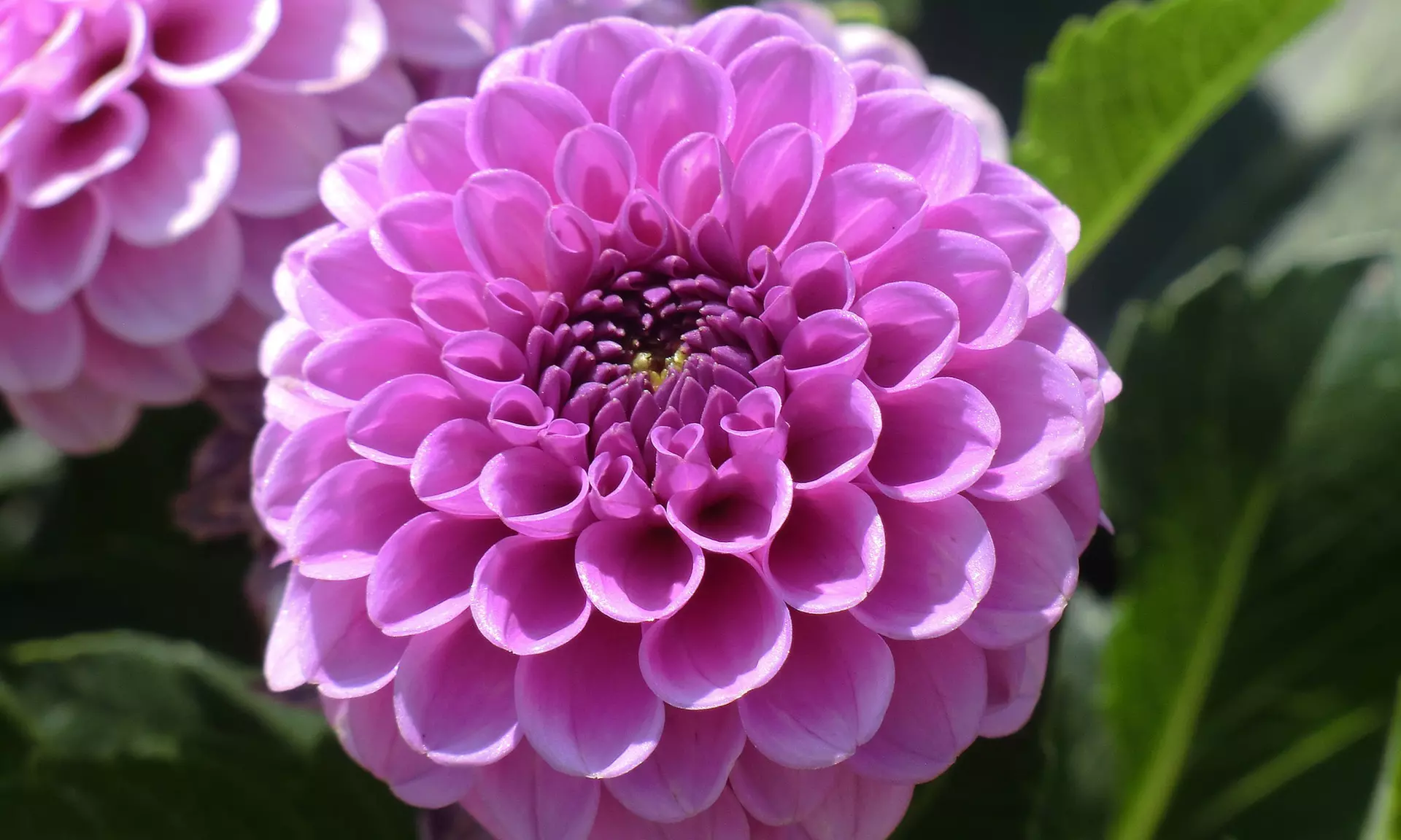 Grand Duchess Lilac Dahlia Flower Bulbs (7-, 14-, 35-Pack With Planting Tool)