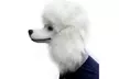 Halloween Christmas Poodle Mask For All Occasions Such As Prom Performances - Second Medium