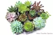 Succulent Plants (5 Pack), Fully Rooted in Planter Pots with Soil - Second Medium