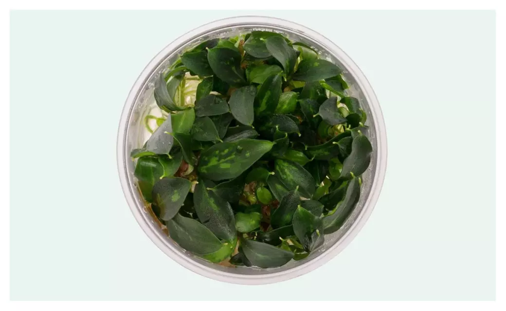 Piptospatha Ridleyi Tissue Culture Live Bucephalandra Aquarium Plants - Primary Image