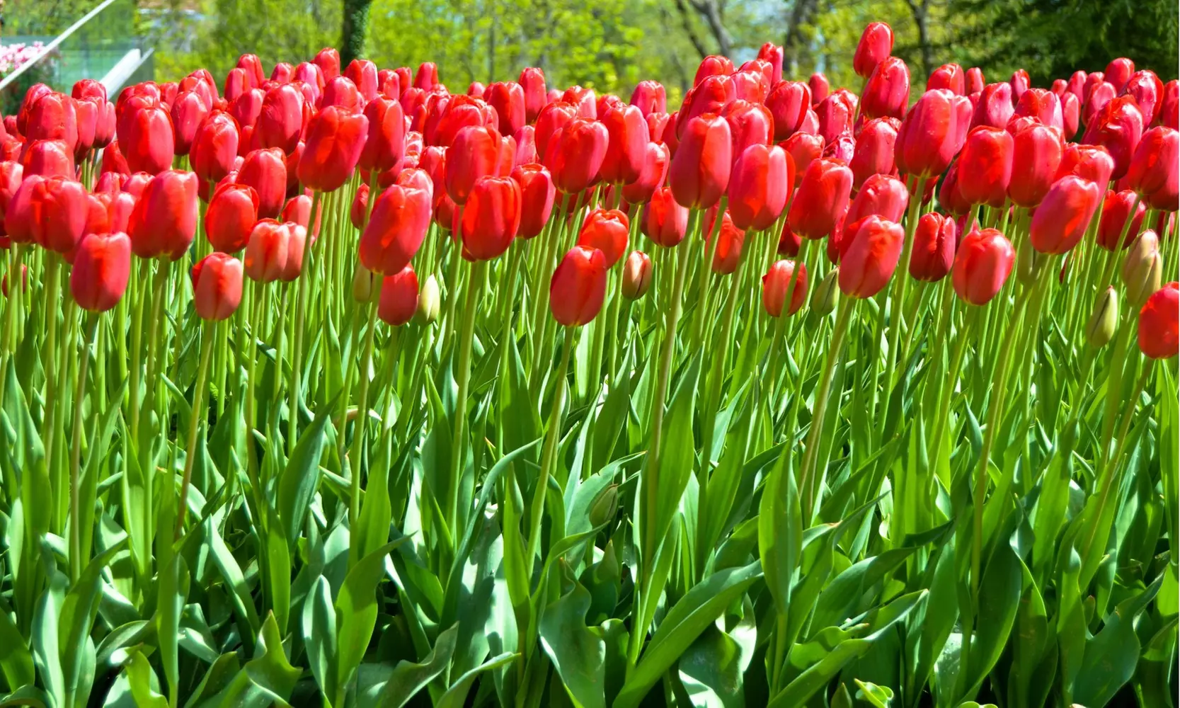 Scarlet Red Skyscraper Tulip Flowers (10, 20, & 40 Bulbs With Planting Tool)