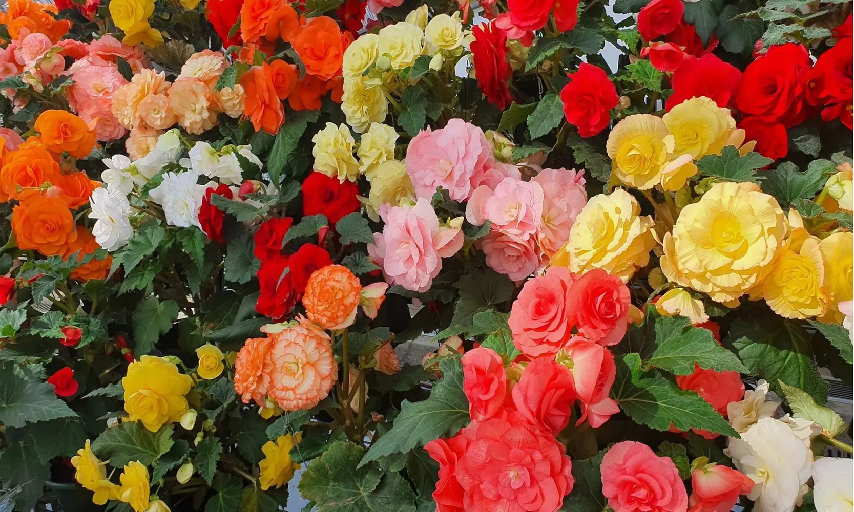 Giant Multicolored Blooming Begonia Flower Bulbs(3pk, 6pk, 12pk-w/Planting Tool)