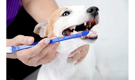 Set Of Two Dog Toothbrushes Blue One Size