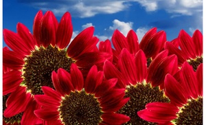 Product Picture for Customer Review