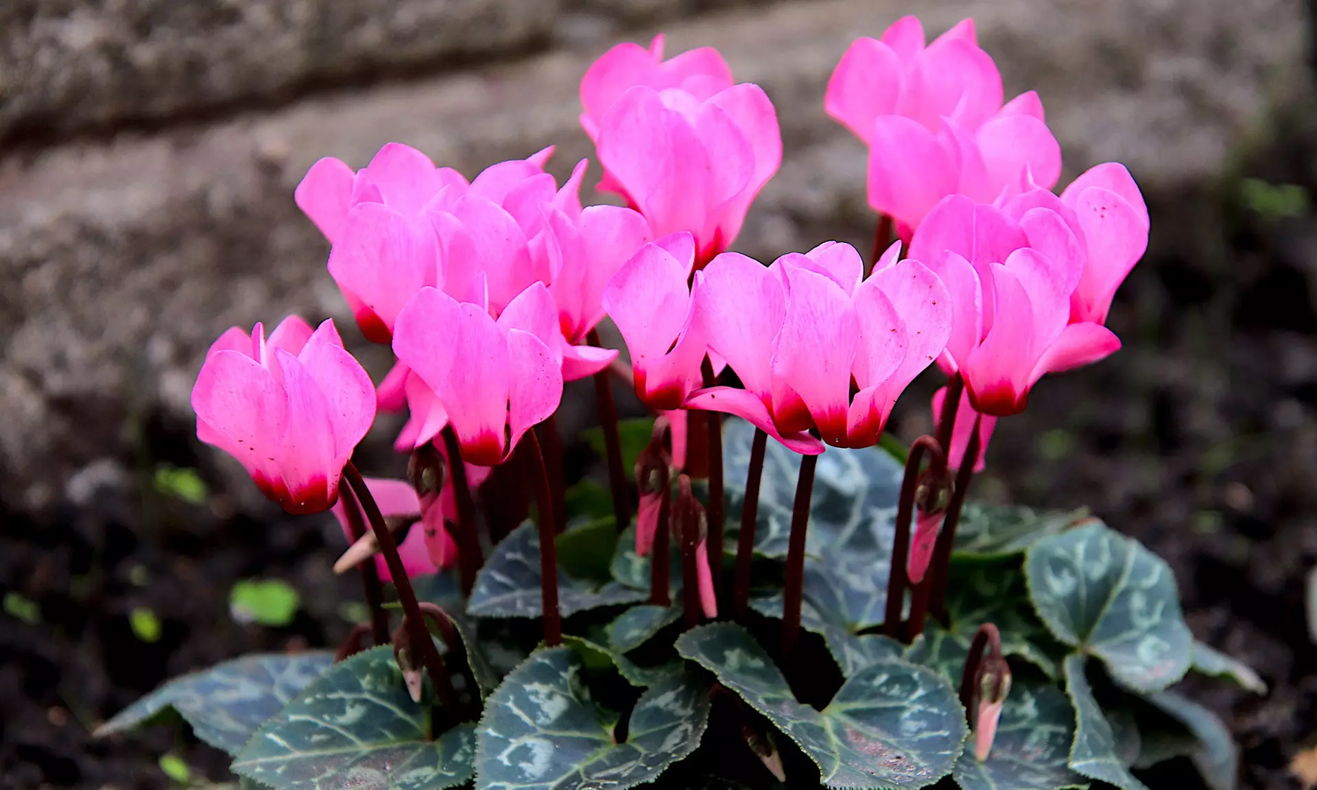 Pretty Pink Cyclamen Coum Flowers ( 3, 6, & 12 Bulbs With Planting Tool)