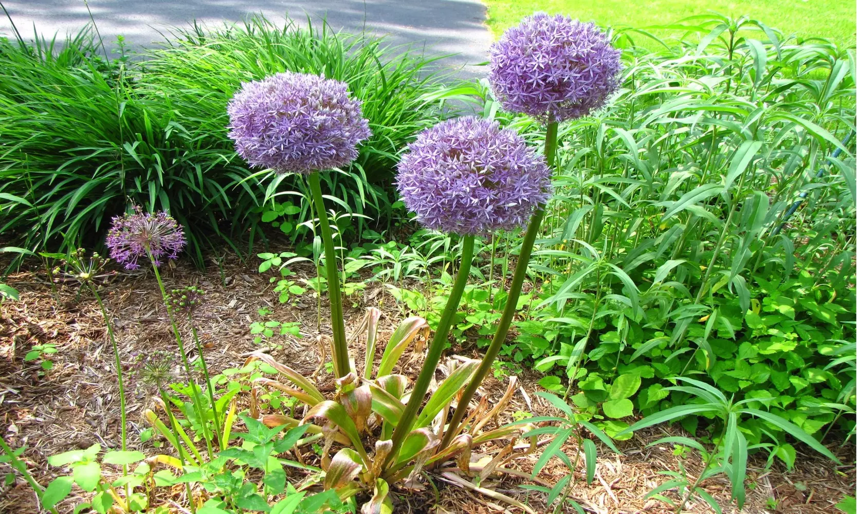 Giant Purple Ornamental Allium Flowers (3, 6, and 12 Bulbs with Planting Tool)