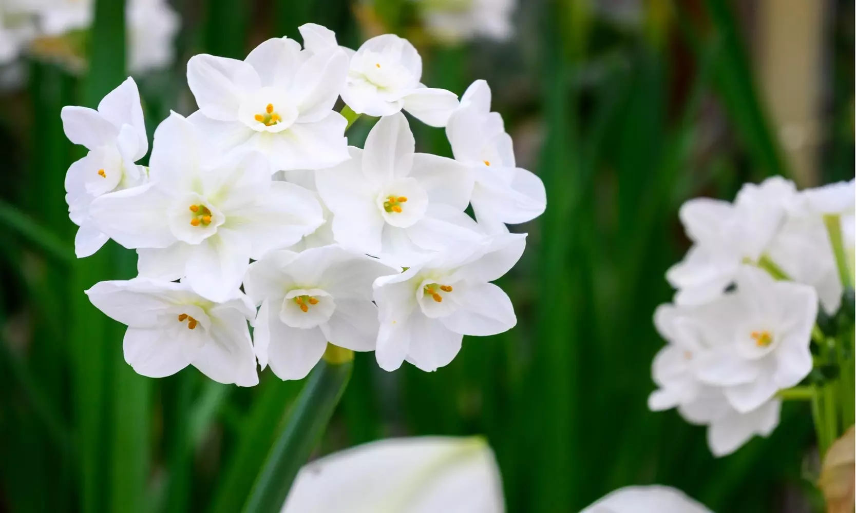 Up to 24 Touch Of ECO Sweetly Fragrant Paperwhite Flower Bulbs