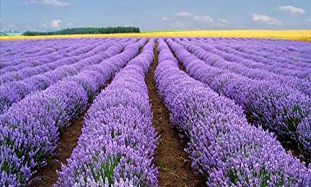 Vera Lavender Seeds, Bulk Lavender, Non-GMO, 50ct, 250ct, 1/4oz, 1/2oz, 1oz - Second Medium