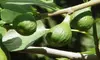 'Magnolia' - Fruiting Fig Tree