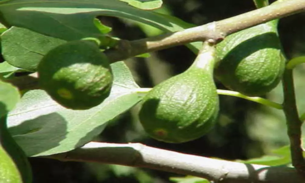  'Magnolia' - Fruiting Fig Tree - Primary Image