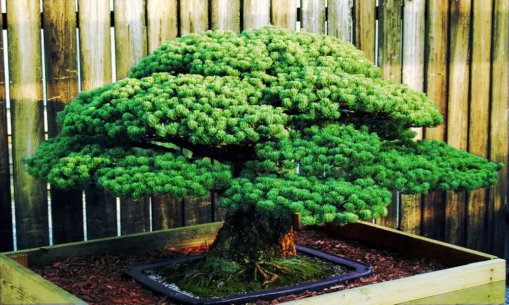 Japanese White Spruce Pine, Picea, Tree Seeds Bonsai Evergreen  - Primary Image
