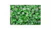 Dragon Fire Glass DFG10-L011M 10 LB Green Fire Glass - Medium