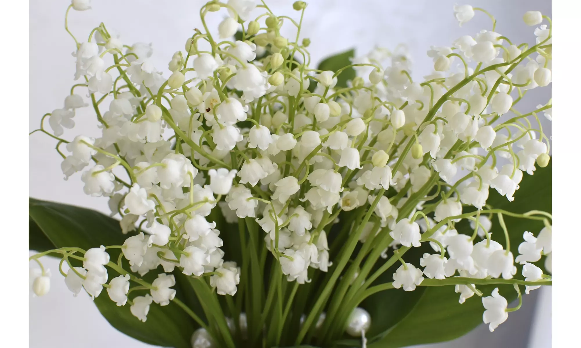 Sweet Lily Of The Valley Flower Bulbs (4-, 8-, 20-Pack With Bulb Planter)