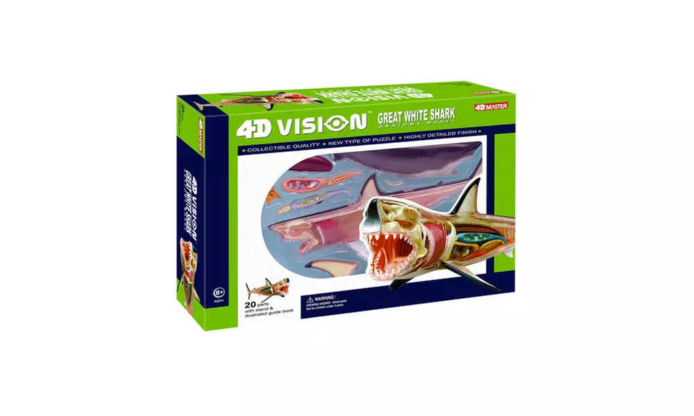 4D Vision Great White Shark Anatomy Model - Primary Image
