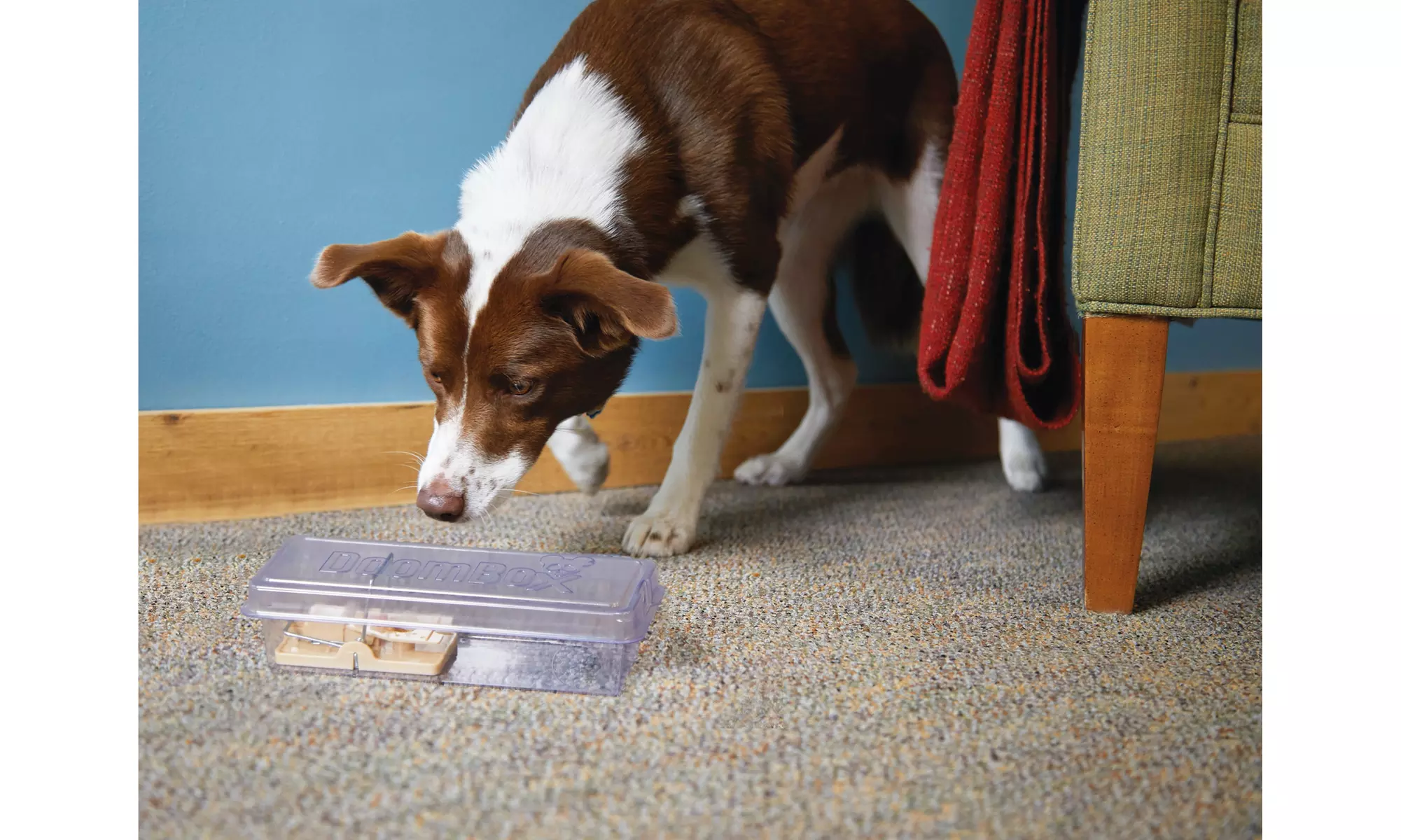 DoomBox Enclosed Mouse Trap with Click-it Closure Technology (2-Pack) - Second Medium