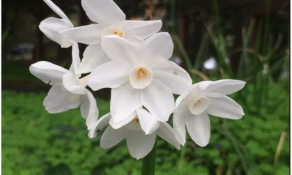 Up to 24 Touch Of ECO Sweetly Fragrant Paperwhite Flower Bulbs