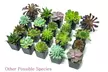 Succulent Plants (5 Pack), Fully Rooted in Planter Pots with Soil - Second Medium