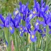 Magic Indigo Dutch Iris Flower Bulbs (45-, 90-, 180- Pack with Planting ...