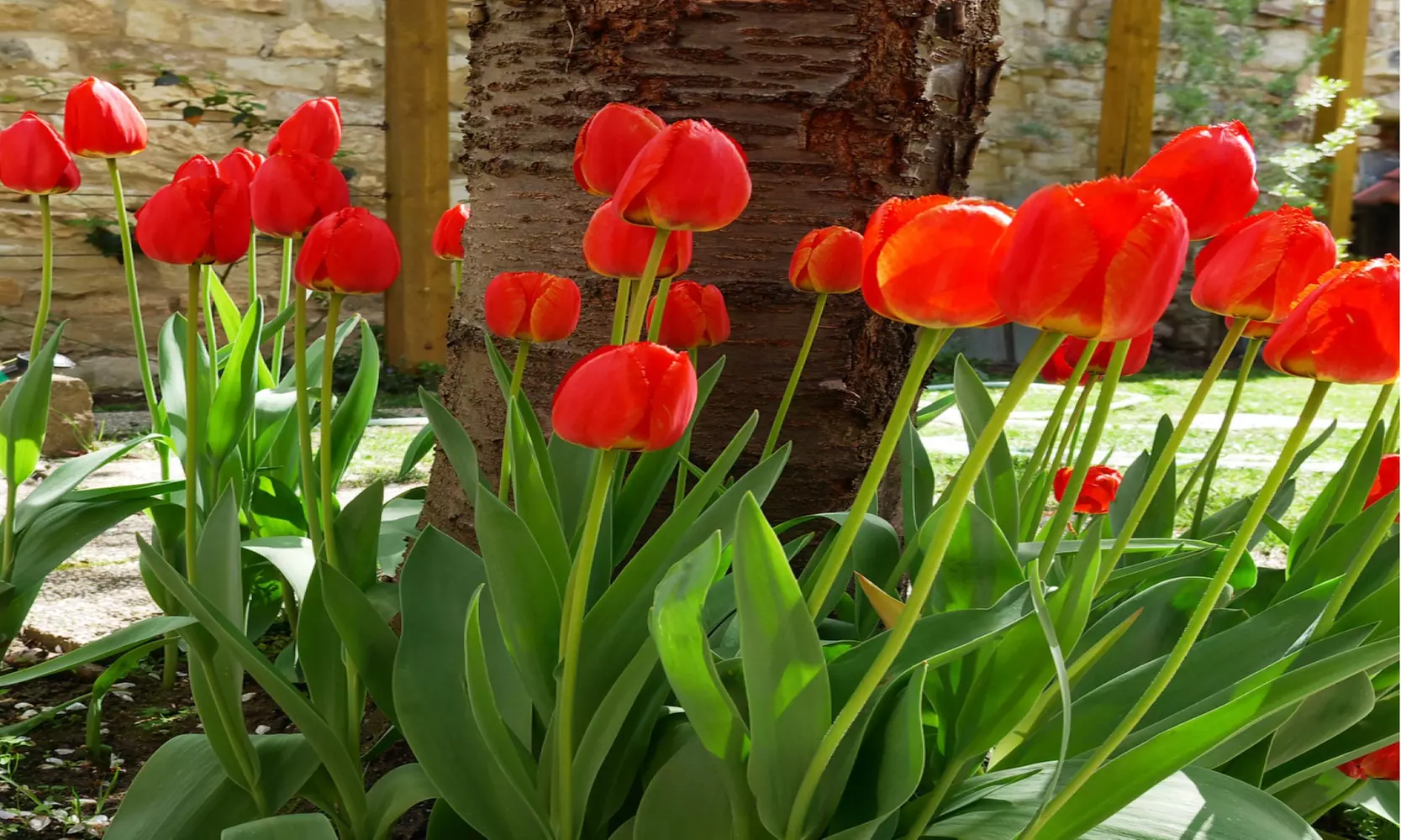 Scarlet Red Skyscraper Tulip Flowers (10, 20, & 40 Bulbs With Planting Tool)