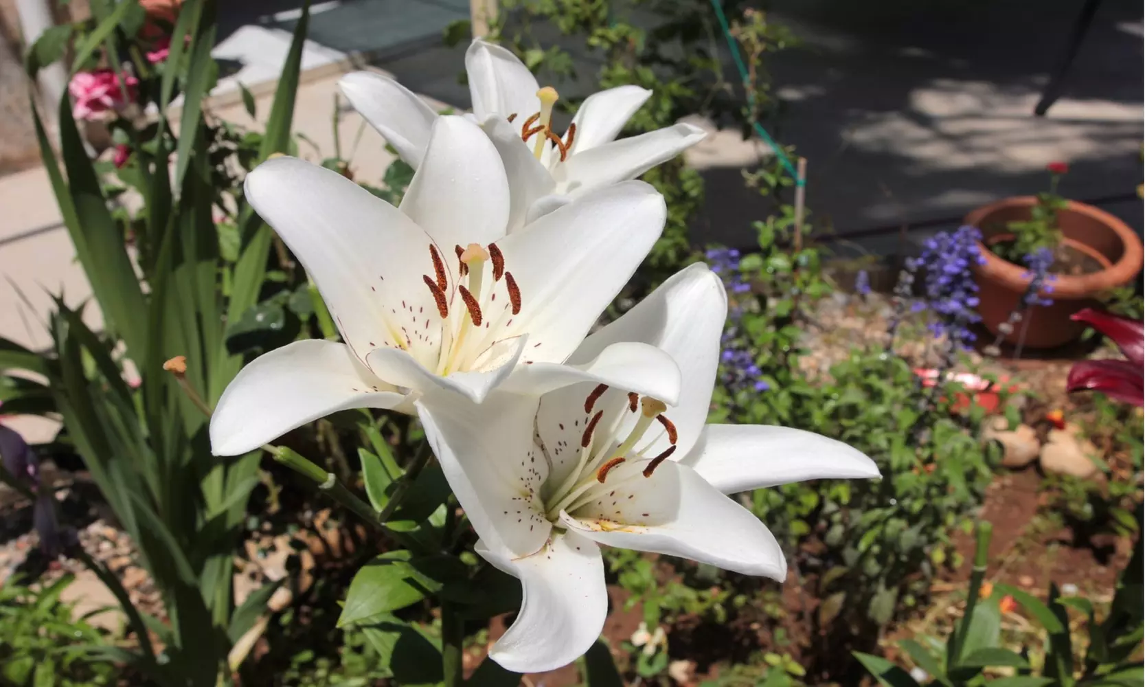 "Pretty Lady" Giant Tree Lily Flower Bulbs (3-, 6-, 12-Pack With Planting Tool)