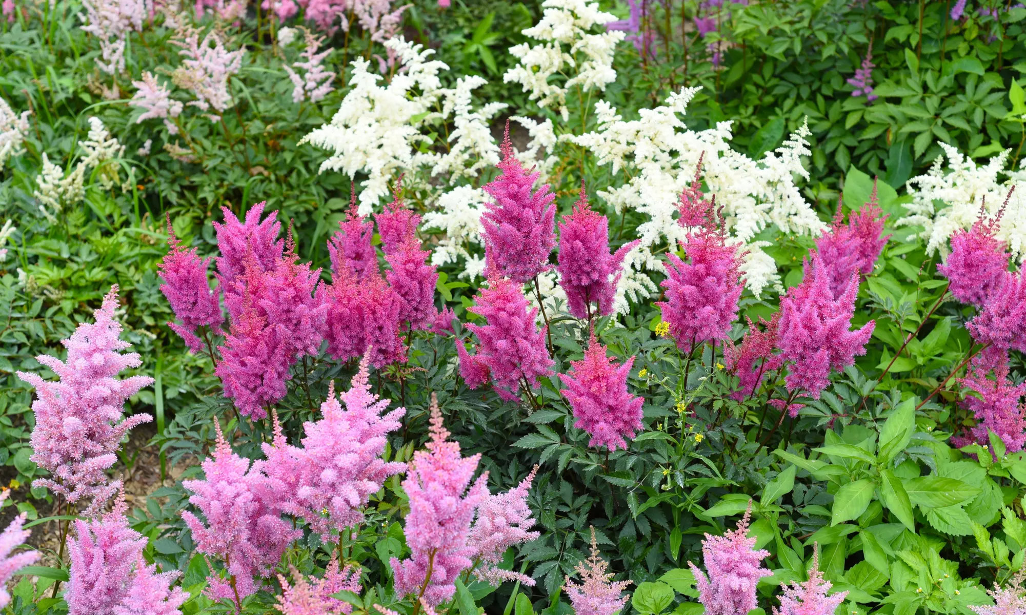 Giant Plume Colorful Astilbe Flower Bulbs (3-, 6-, 12-Pack with Planting Tool)