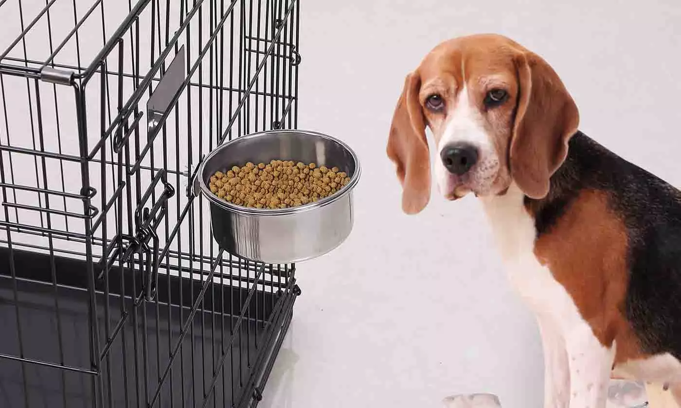 iMounTEK Stainless Steel Hanging Dog Food and Water Crate Bowl for Kennel Cages