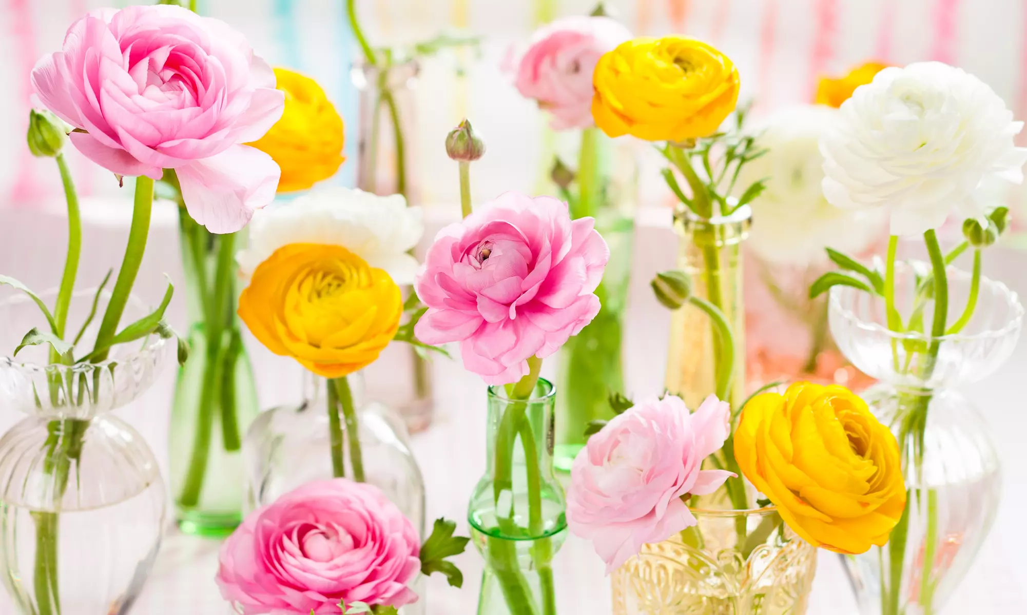 Radiant Ranunculus Colorful Mix Flower Bulbs(15, 30, 75-Pack with Planting Tool)