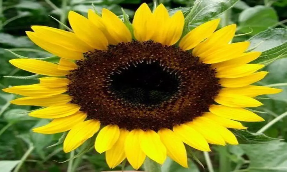 Sunflower Seeds, Black Oil Seeds, Heirloom Sunflower Seeds, Birds Love Them 50ct - Primary Image