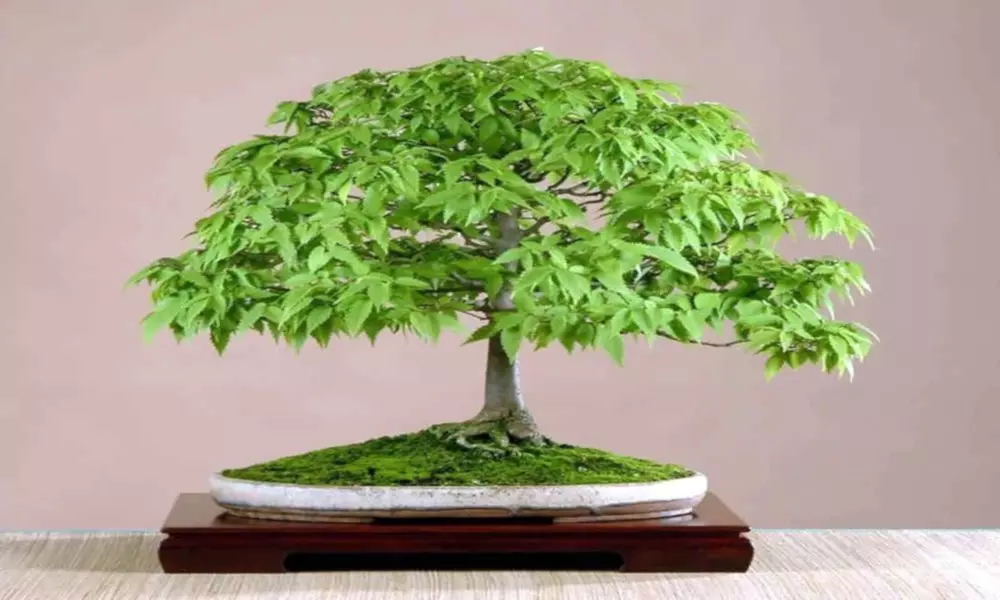 Japanese (Zelkova serrata) Tree Seeds Gray Bark Elm Bonsai Very FAST Growing!!! - Primary Image