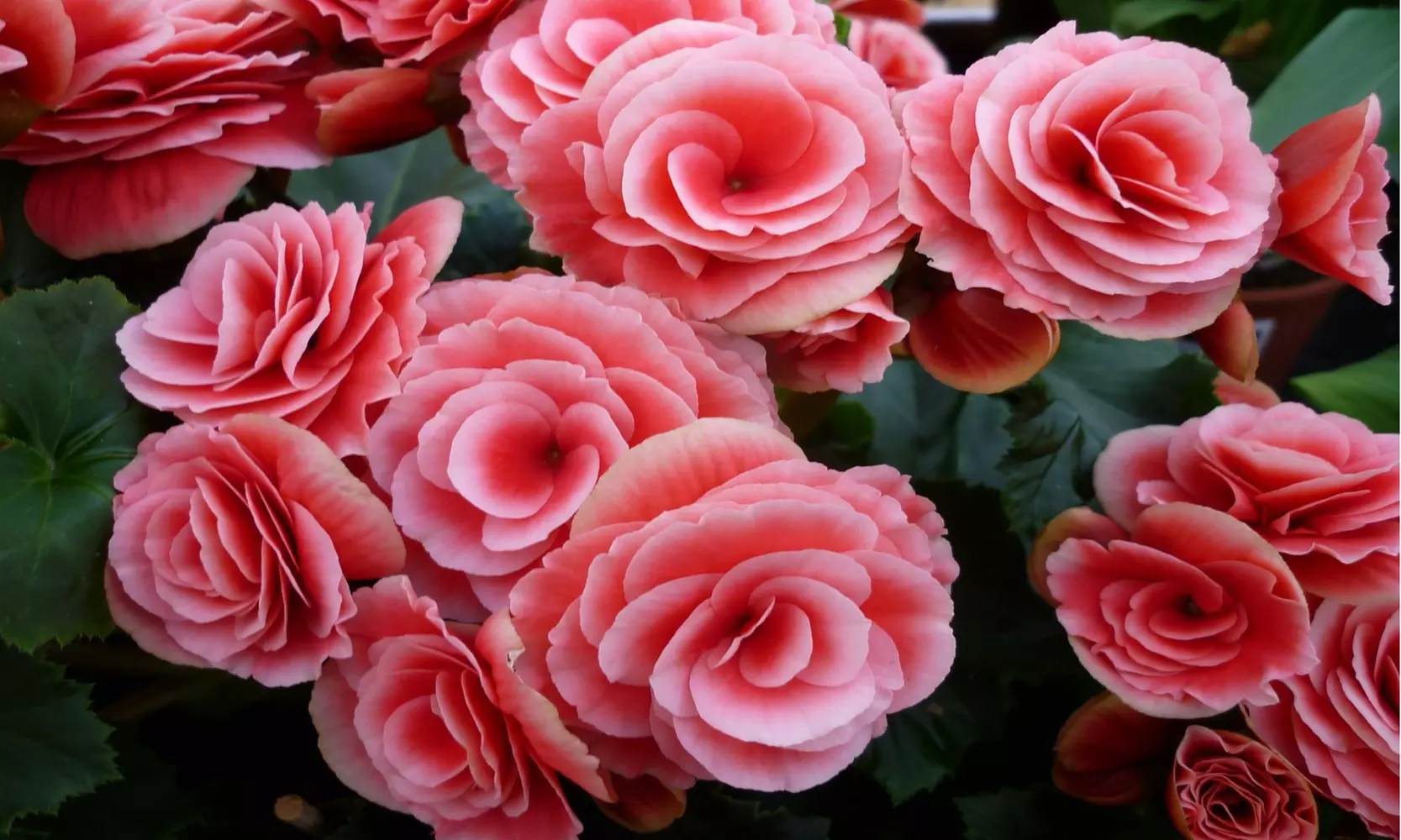 Strawberry Ripple Begonia Flower Bulbs (4-, 8-,16-Pack with Planting Tool)