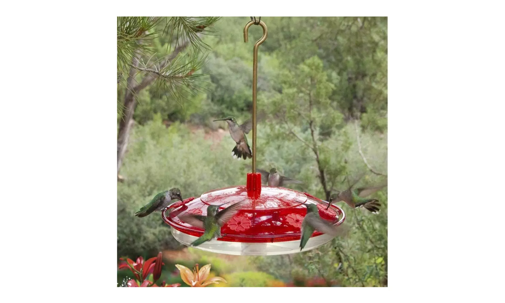 Droll Yankees Happy Eight 2 Hummingbird Feeder (Red) - Second Medium
