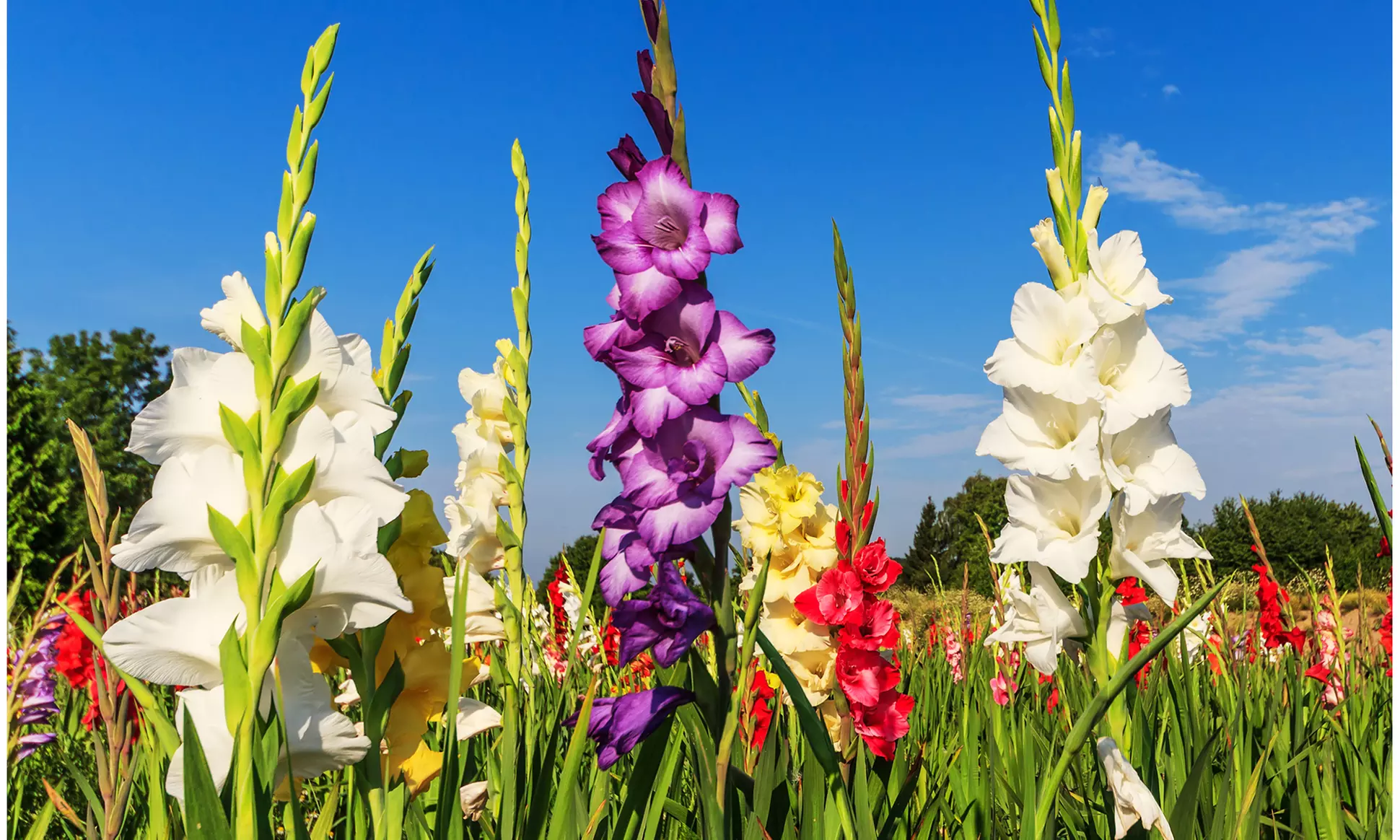 Giant Gladiolus Mixed Flower Bulbs (40-, 80-, 200-Pack with Planting Tool)